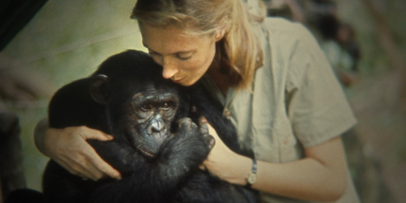 01-50-29-01_JaneChimp2