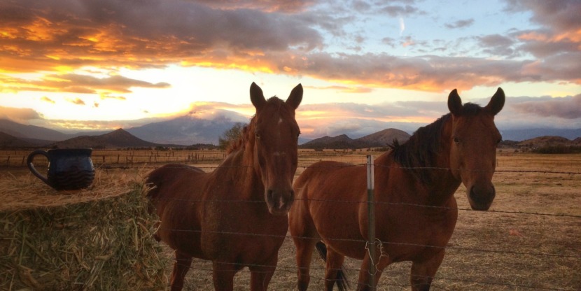 141216_TammyStrobel1_2