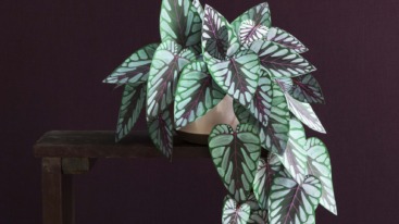 190_179_rex_beauty_CSH