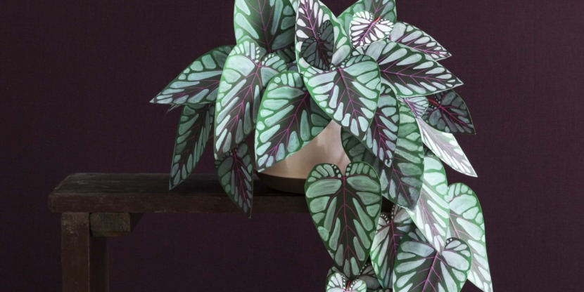 190_179_rex_beauty_CSH