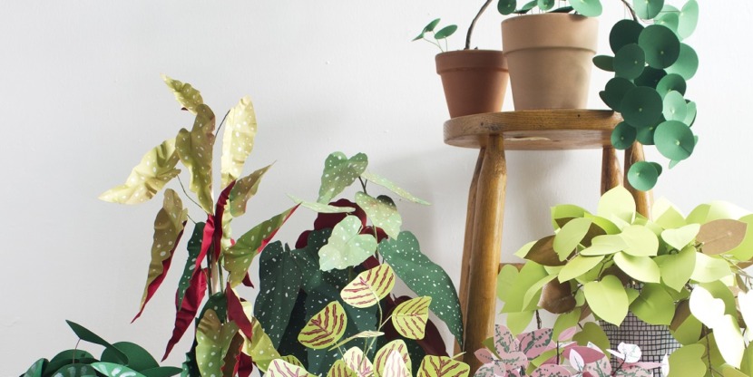 corrie_hogg_paper_plants_multi
