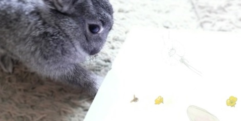 Knagendkonijn_vierkant