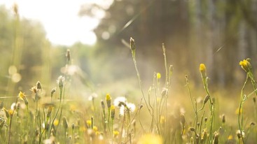 shutterstock_118291780