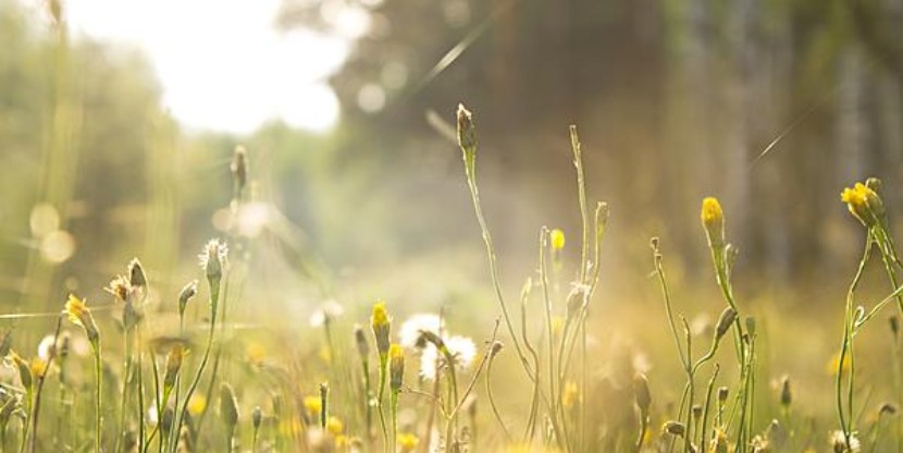 shutterstock_118291780