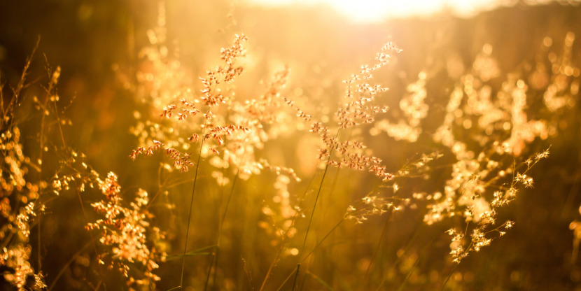 shutterstock_296833358